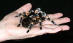 Spider by OrlockBlackraven