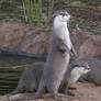Otters
