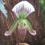 Orchid