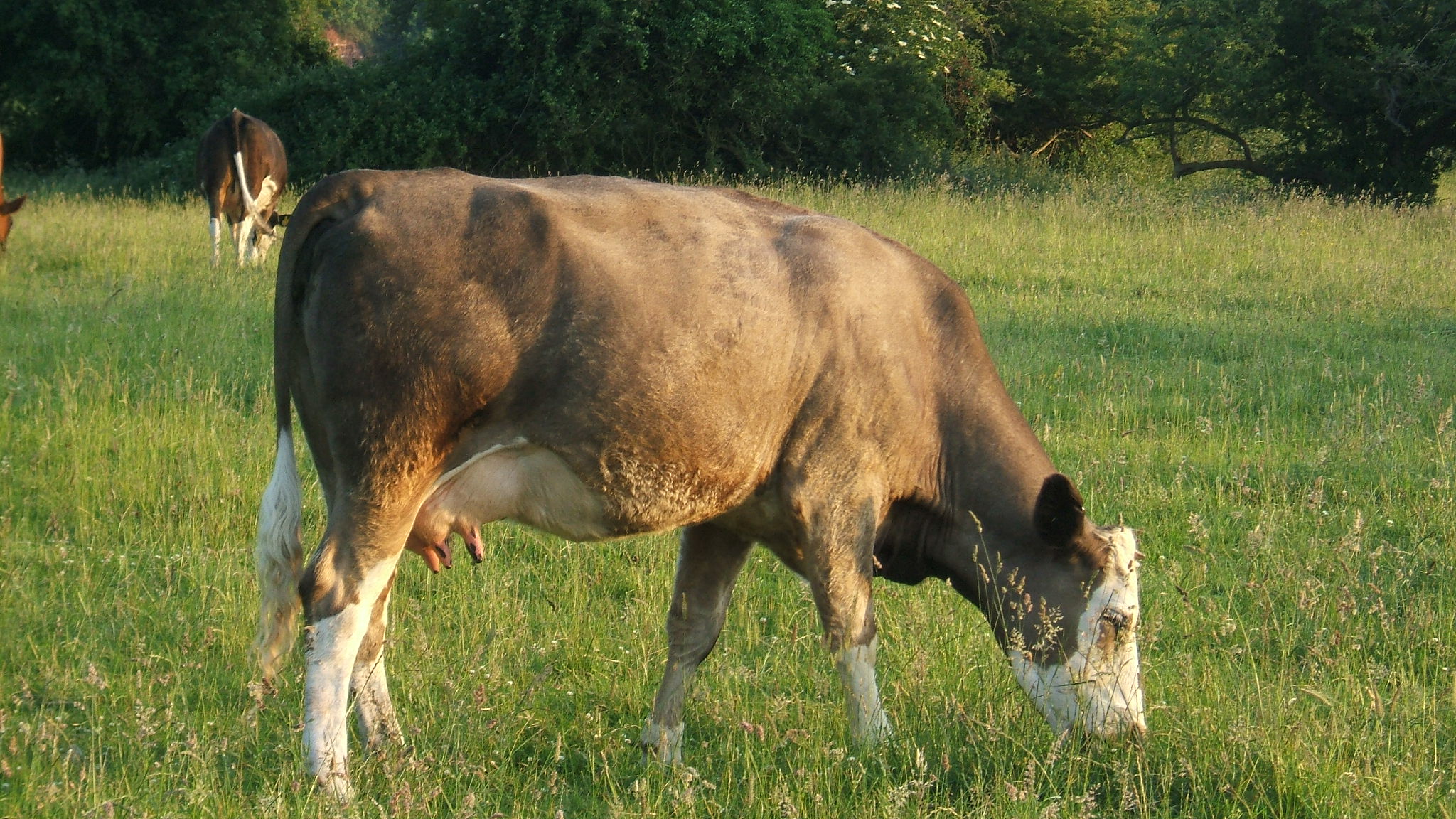 Bovine 01