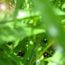 grass ion blur