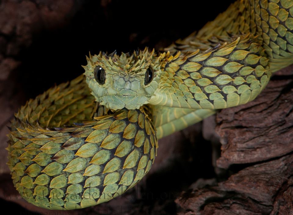 Atheris Hispida by Syrriolth on DeviantArt