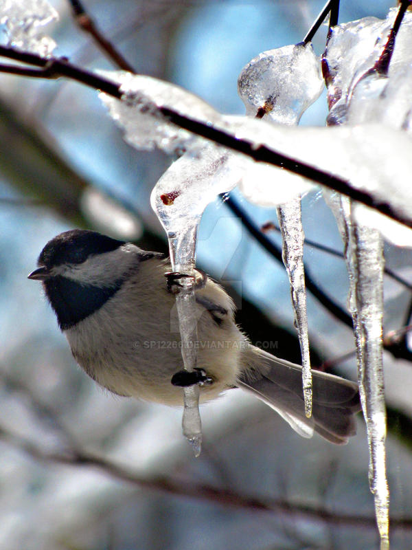 Bird on an Icicle