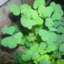 Shamrocks