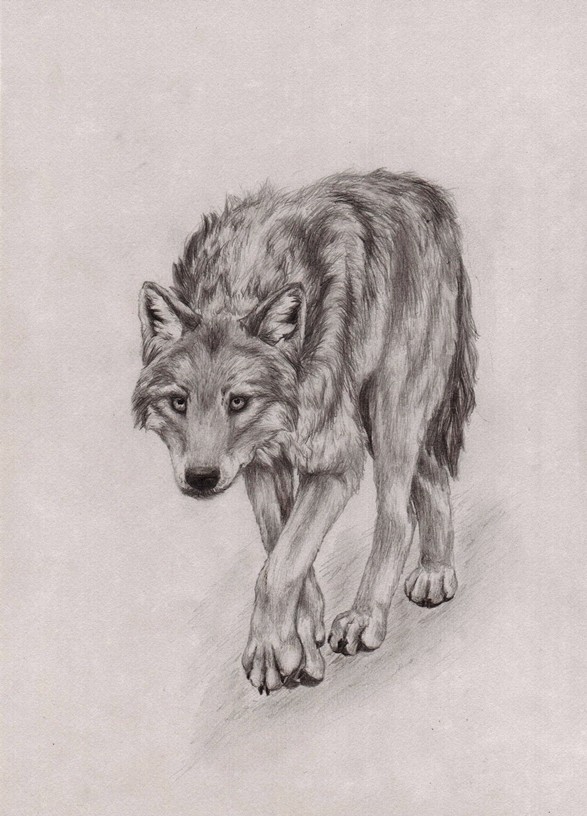 Wolf