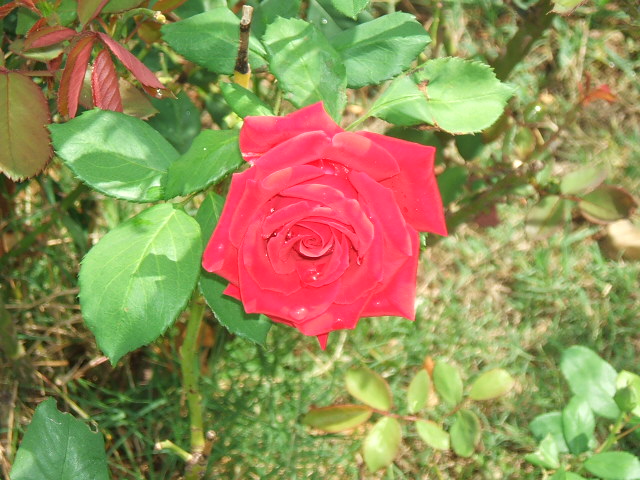 rose with water droplets