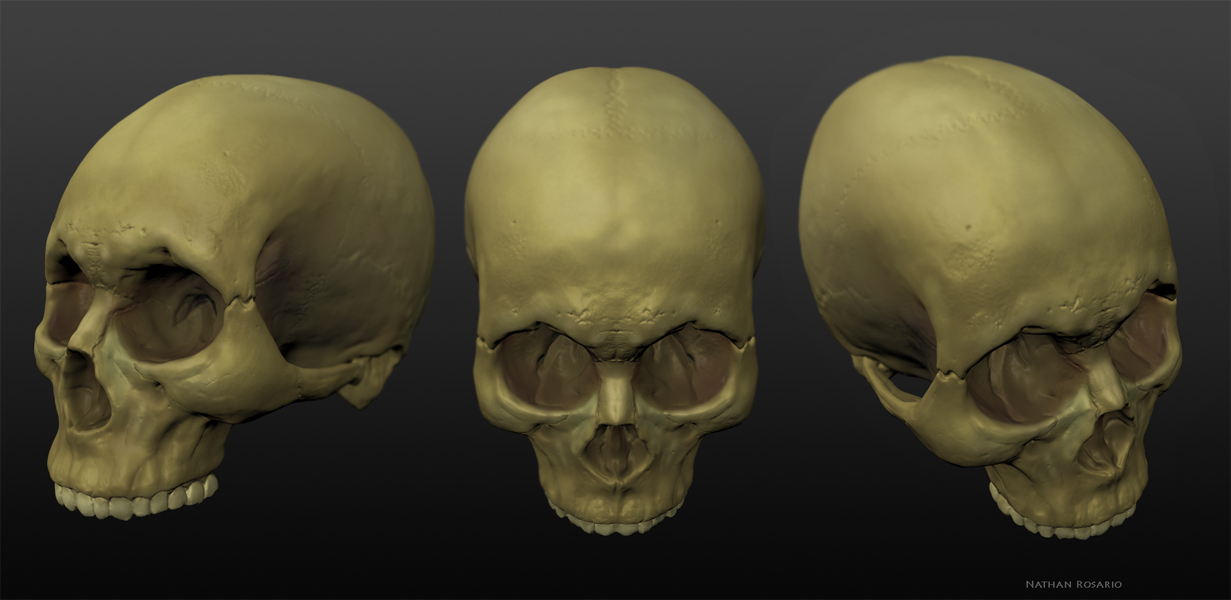 3D Skull