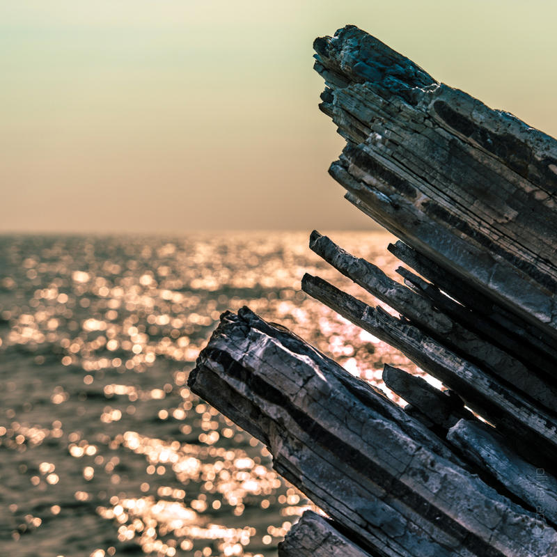 Sentinel of a glittering ocean