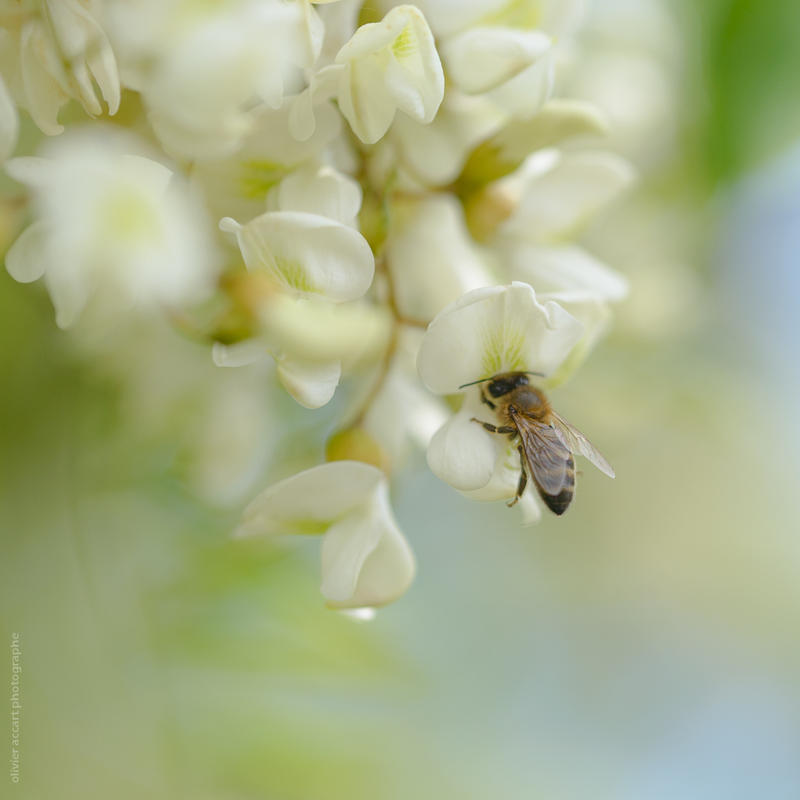 Flower Power -2- by OlivierAccart Flower Power -2- by OlivierAccart