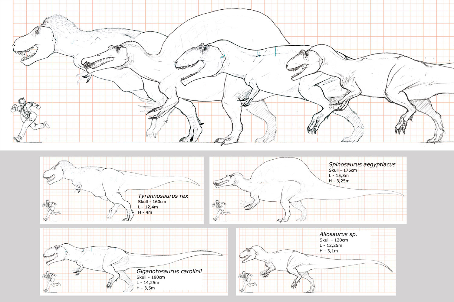 spinosauro altezza - 6 Biggest - Baddest REVISED by Kronosaurus on DeviantArt