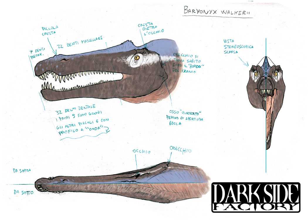 Baryonyx Model Sheet - Head