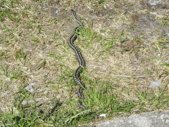 Viper running through the road