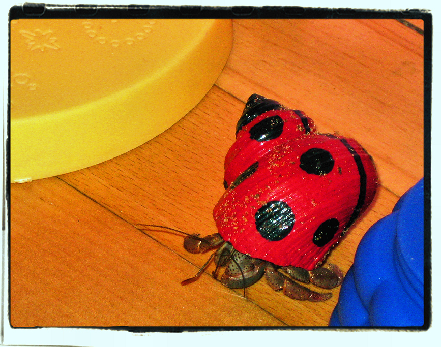 Ladybug Hermit Crab