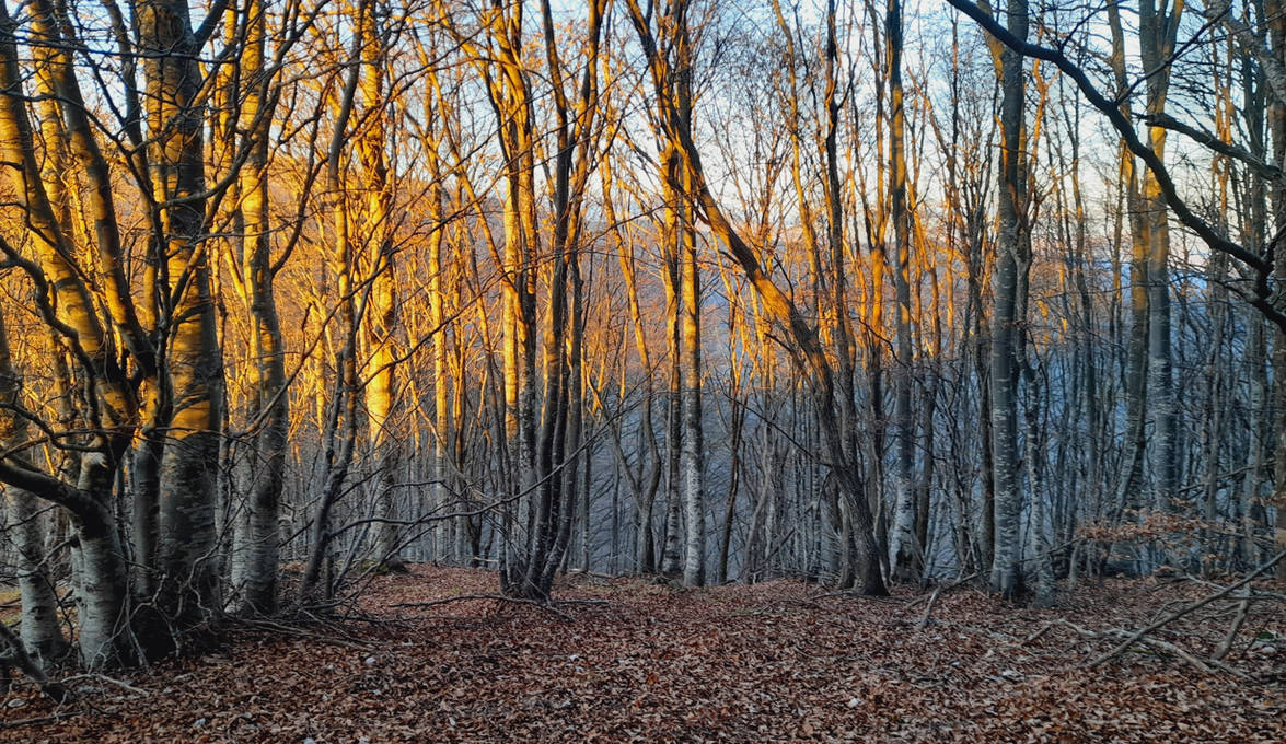 Il bosco d'oro by baroquedoll on DeviantArt Il bosco d'oro by baroquedoll on DeviantArt