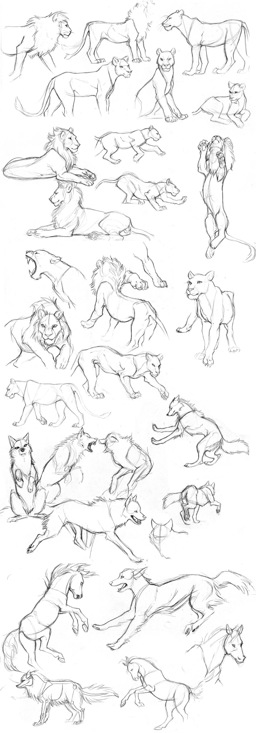 Animal sketches