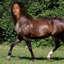 Zendayas Horse