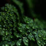 Leaves-rain-drops-dark-plant-droplets-5k-6000x4000