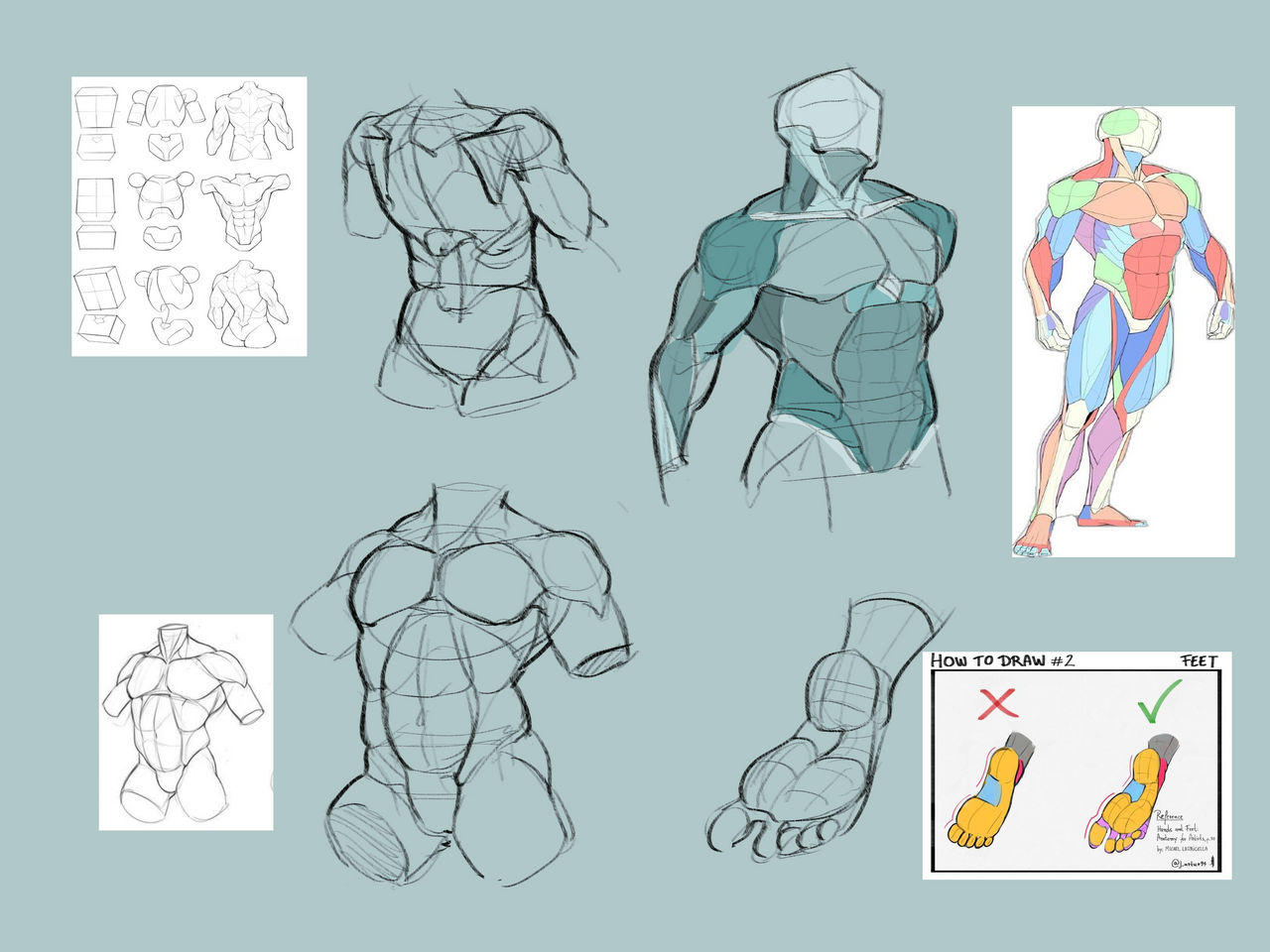AnatomPrac