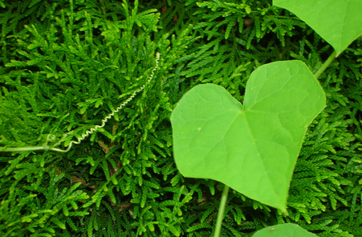 The Heart of Mother Nature.