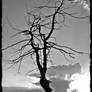 Black Tree