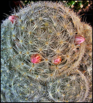 Mammillaria