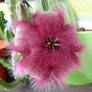 Stapelia Flower