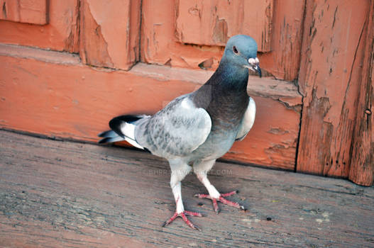 long legged pigeon