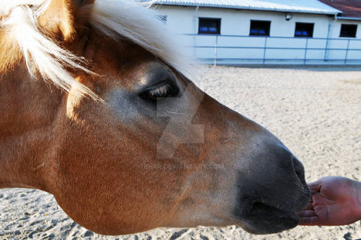 feeding horse