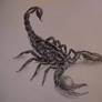 Scorpion drawing