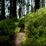 Forest path