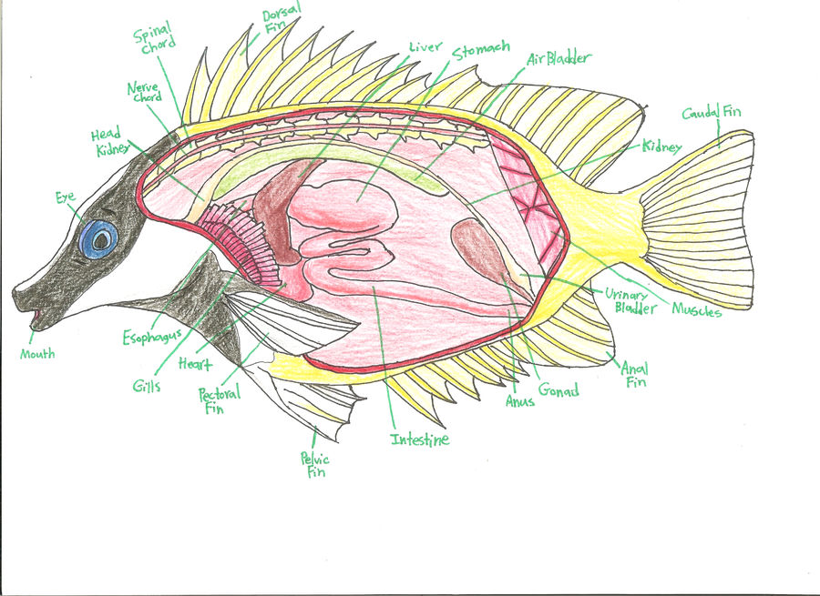 Foxface Rabbitfish Anatomy by AutumnDragon1172 on DeviantArt