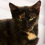 Rusty Kitty