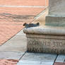 Squirrel Laid MMIIX