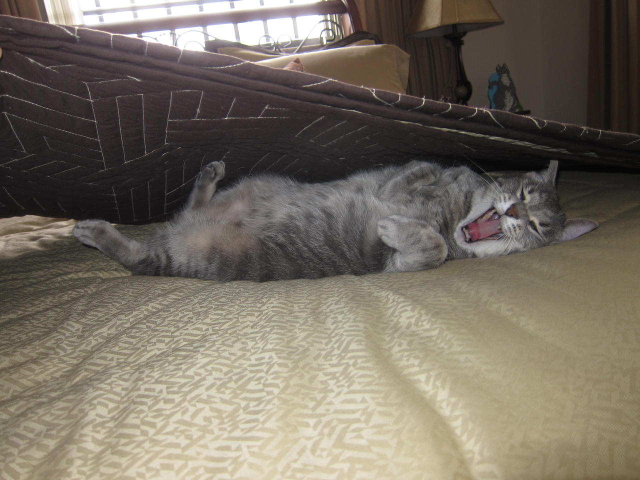 Why are you bugging me??