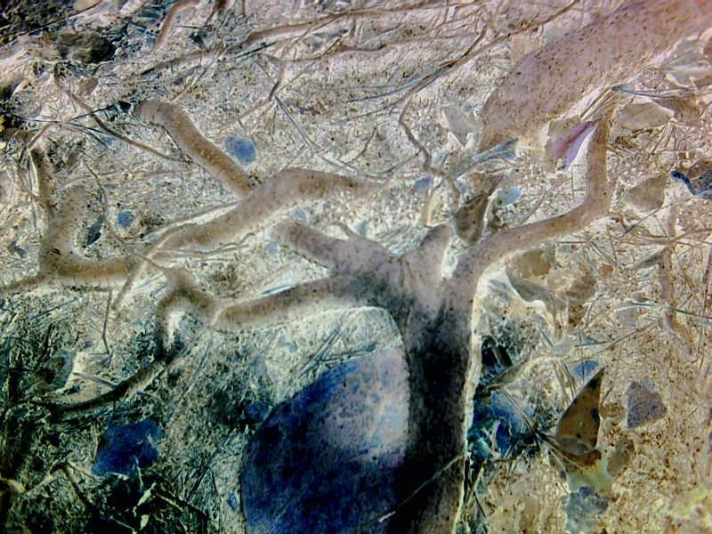 Inverted Root by honeysuckle08 on DeviantArt