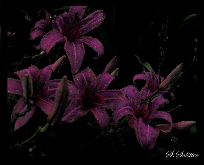 Night Lilies