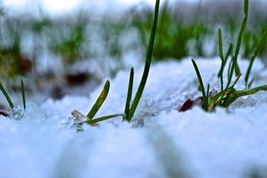 Frozen Grass