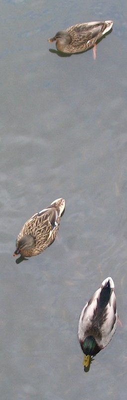 Vertical Ducks