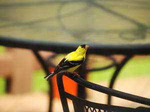 Yellow Bird Stock