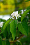 White Flowers, Aphids, and Green Leaves Stock by Things0fMagic