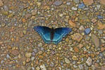 Black and Blue Butterfly II by Things0fMagic