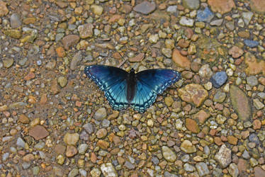 Black and Blue Butterfly II