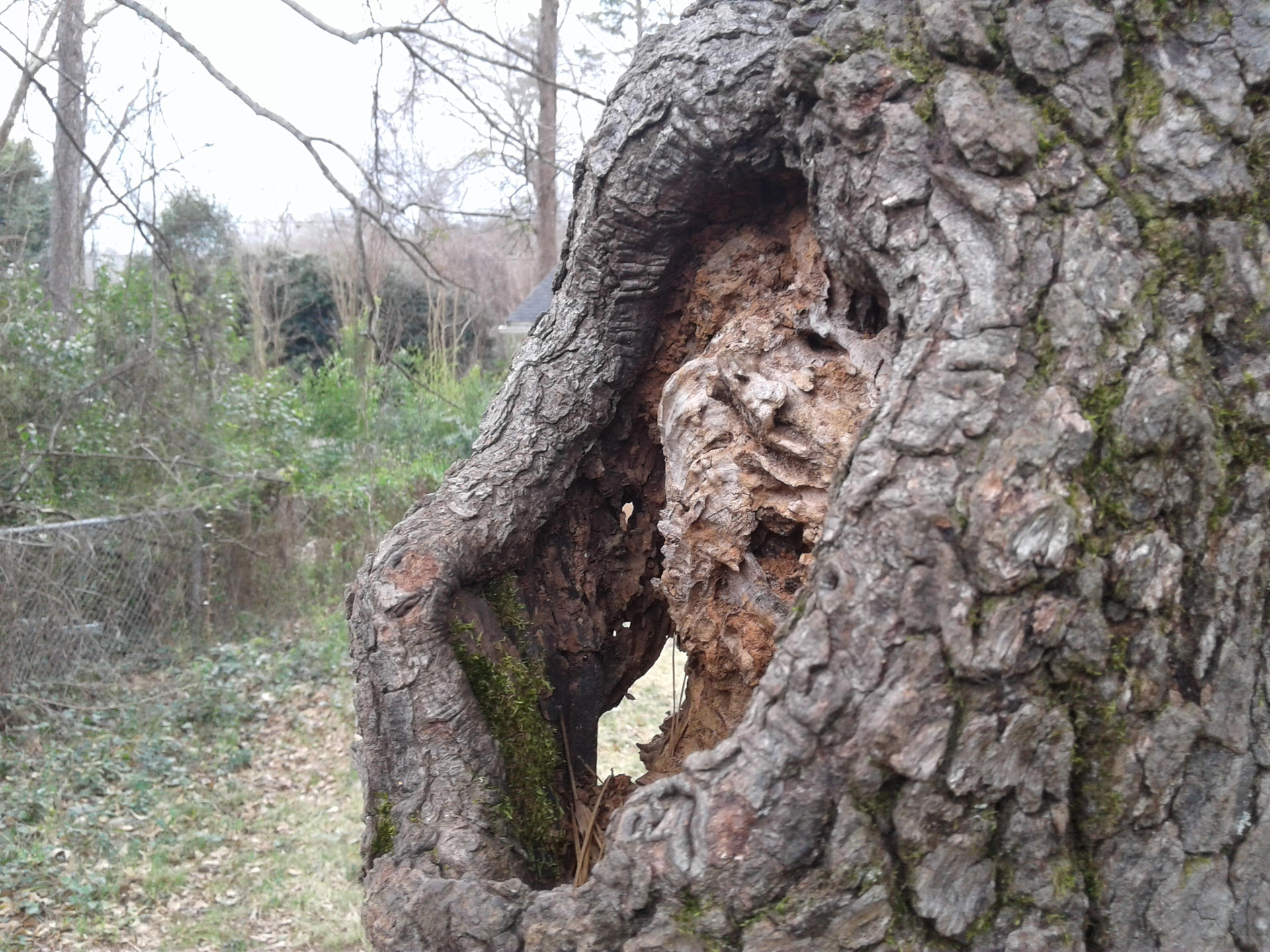 Undead Tree Ent Undead Ent 1 by saintaspie on DeviantArt