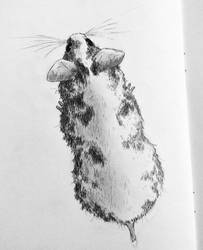 Rodent Practise