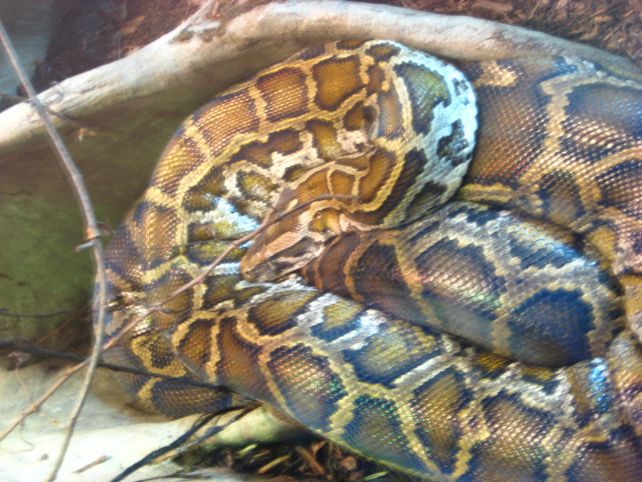 Burmese Python by kenta11 on DeviantArt