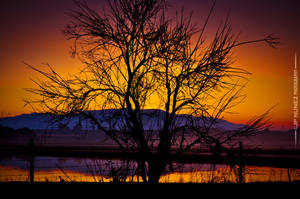 Central Valley Sunrise VOTE