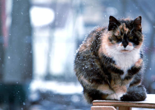 Winter Cat