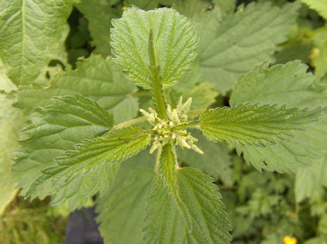 stinging nettle