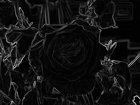 black rose