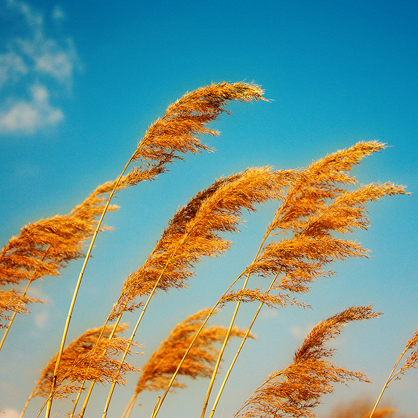 among the reed pt. II